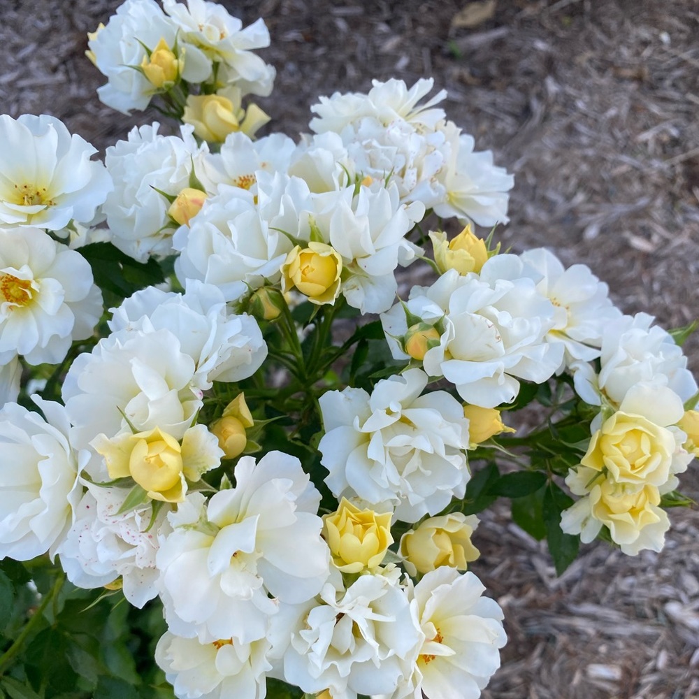 Meet your Posher, C.